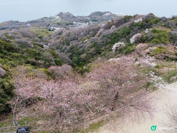 賞櫻🌸必去📍紫雲岀山