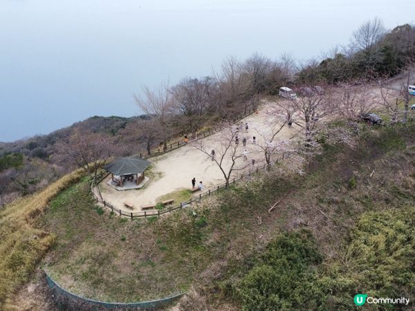 賞櫻🌸必去📍紫雲岀山
