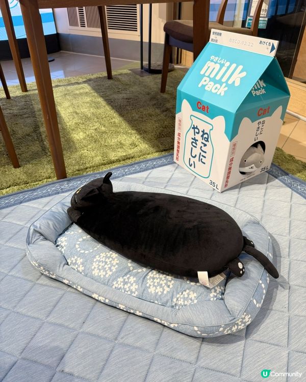 搬屋大作戰！毛孩都住得開心🥳