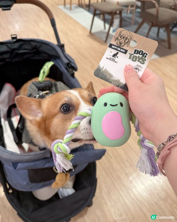 搬屋大作戰！毛孩都住得開心🥳