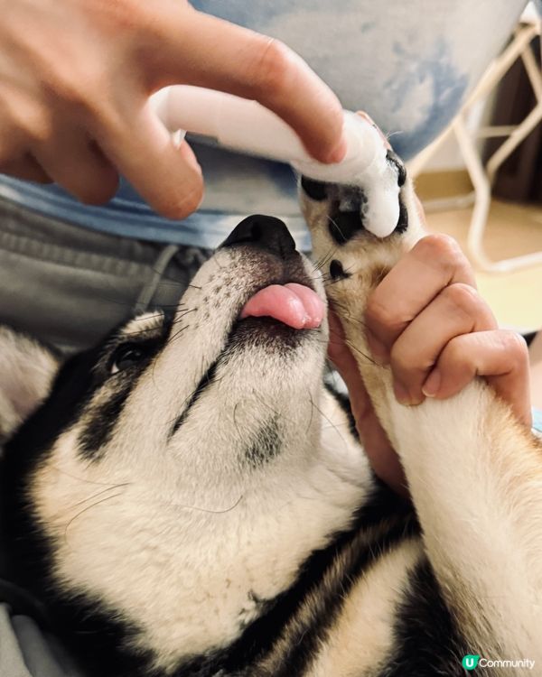 毛孩乾淨靚靚 ✨ 洗護套裝幫到你！