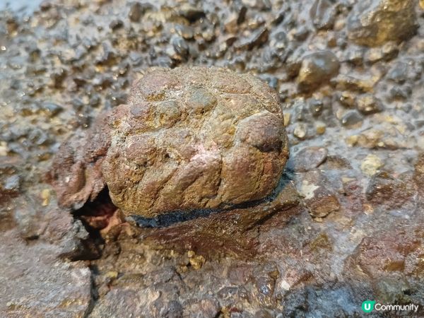 神還原的迷你版西貢東壩及橋咀菠蘿包⛰️