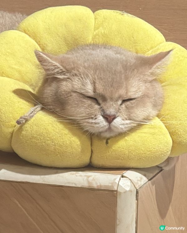 超級cute!!!🥹💖推介大家去~