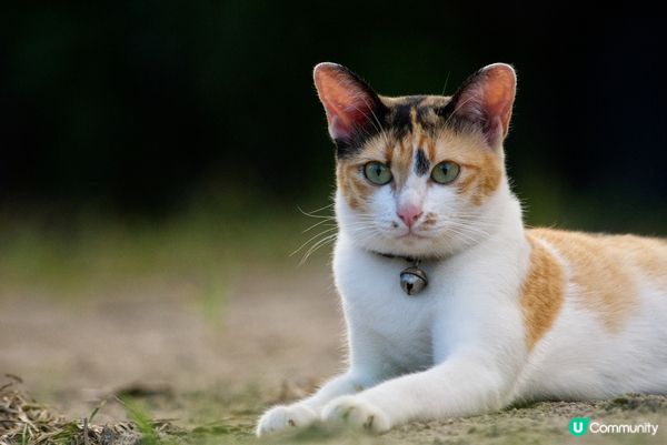 行路唔出聲，隻貓根本係忍者修行中。#主子SPATime