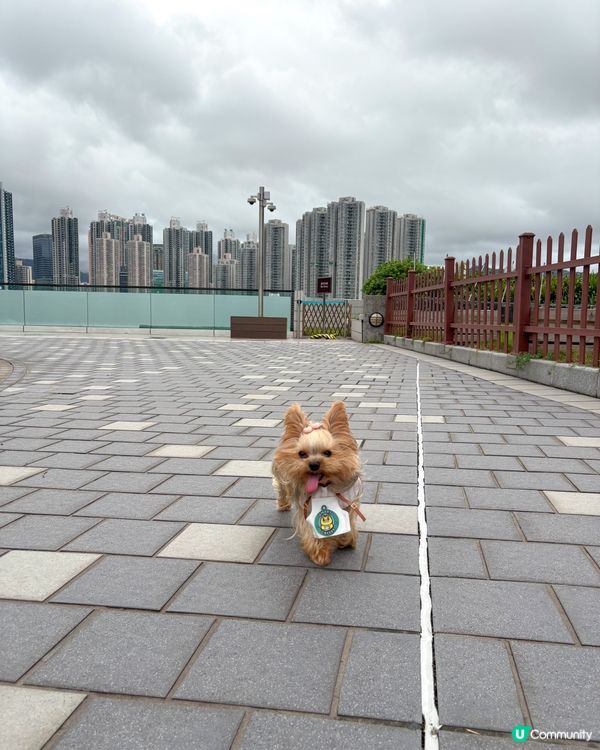 青衣城🐾毛孩好去處🥳！