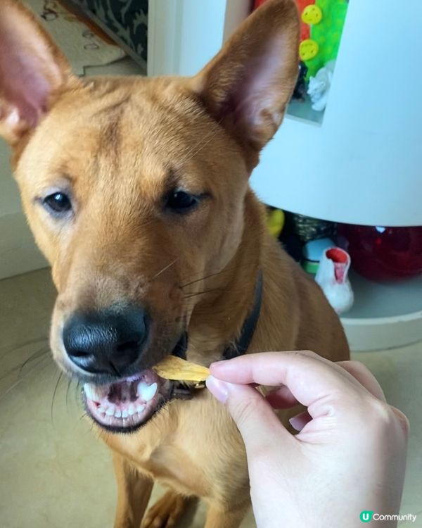 氣炸蕃薯🍠 (毛孩適用🐶🐱)