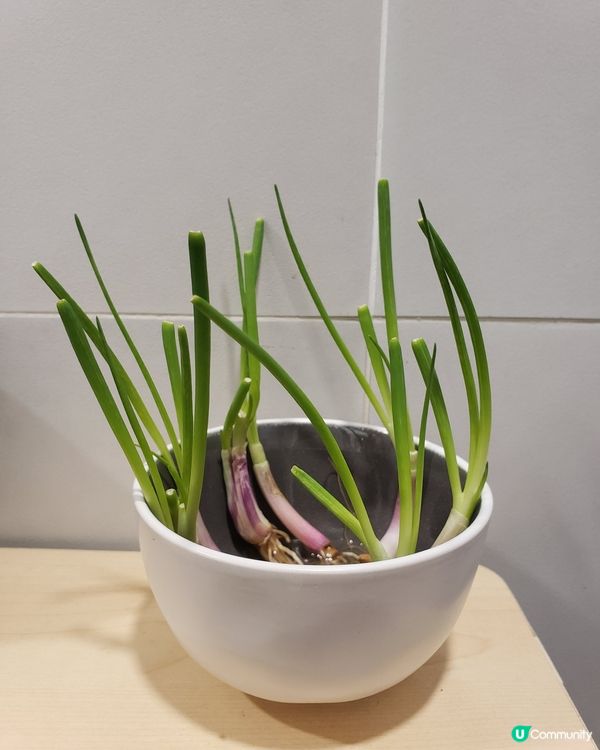 WFH無出街，自己用啲蔥腳種返啲蔥出嚟。