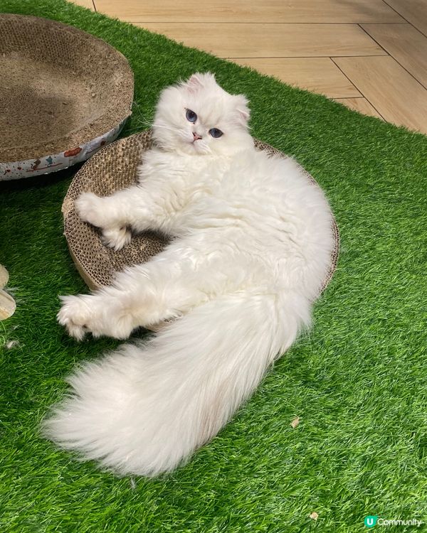 喵cafe 有30幾位主子可以服侍😻😽😸😹