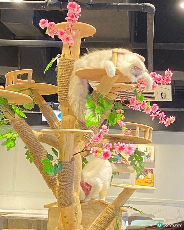 喵cafe 有30幾位主子可以服侍😻😽😸😹