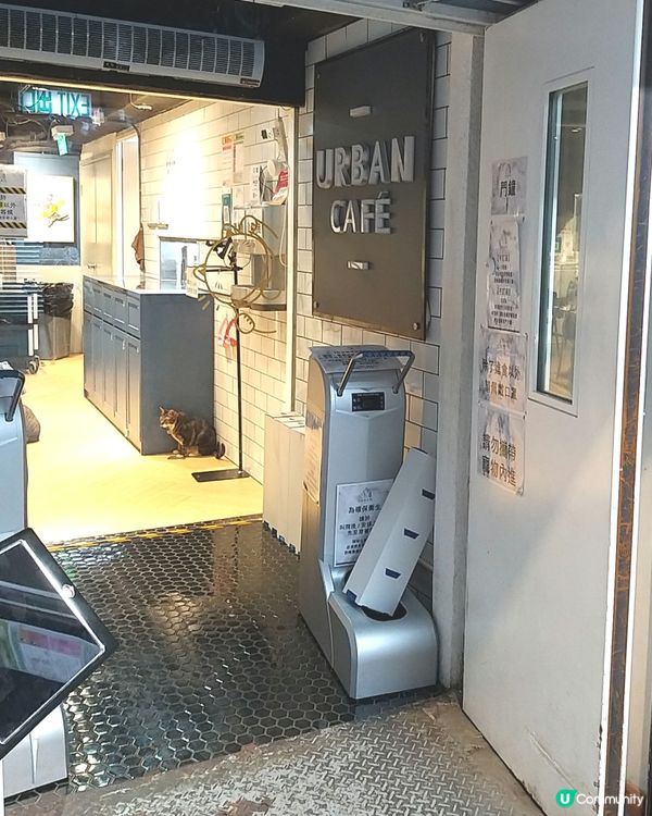 影唔停  貓奴必到打卡點 