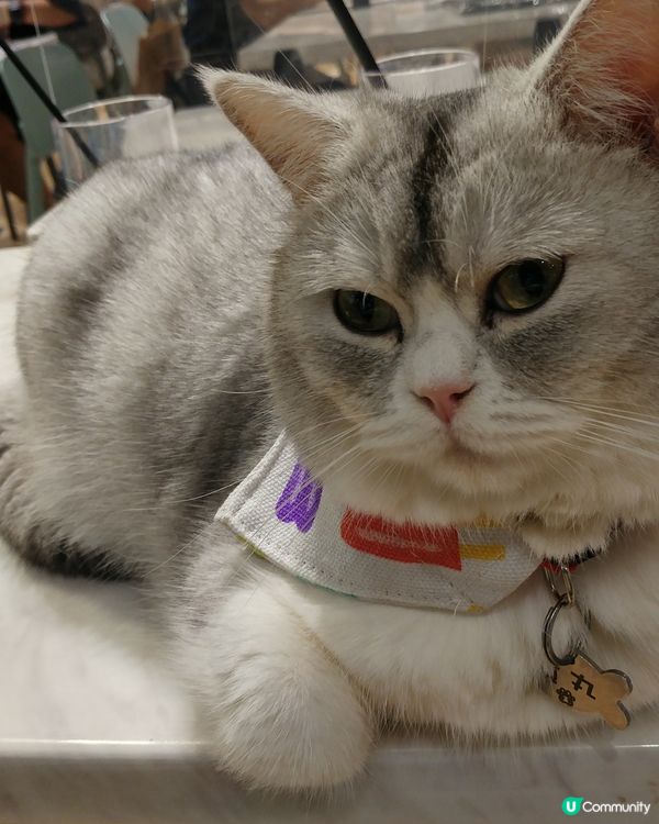 影唔停  貓奴必到打卡點 