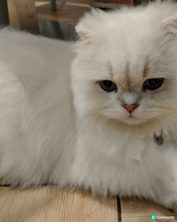 影唔停  貓奴必到打卡點 