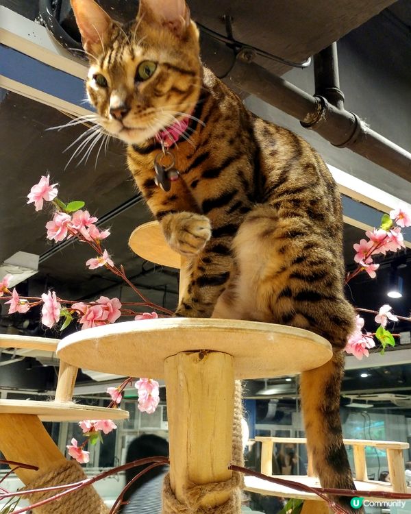 影唔停  貓奴必到打卡點 