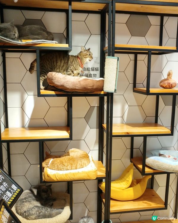 影唔停  貓奴必到打卡點 