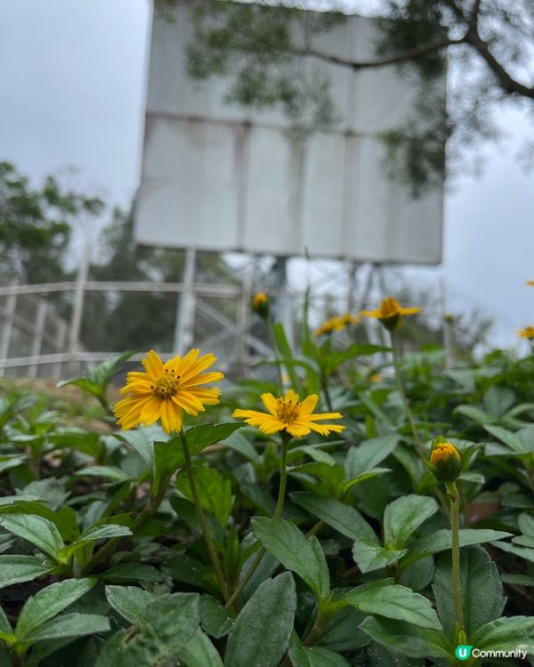 五桂山至炮台山，簡短路線