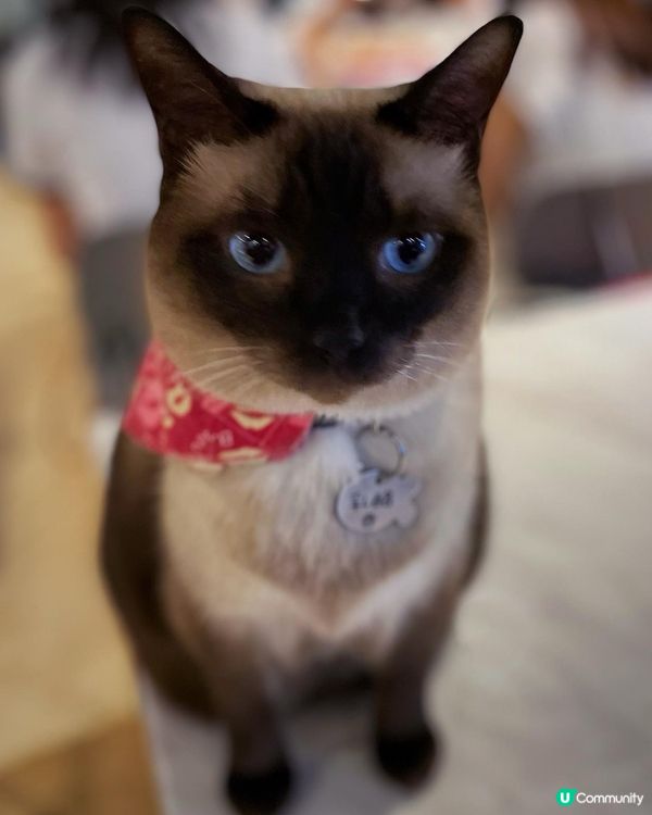 Urban Cafe作為一間貓貓cafe，佢哋觀塘店更加係全...