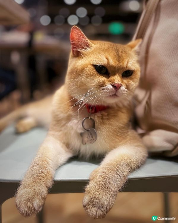 Urban Cafe作為一間貓貓cafe，佢哋觀塘店更加係全...