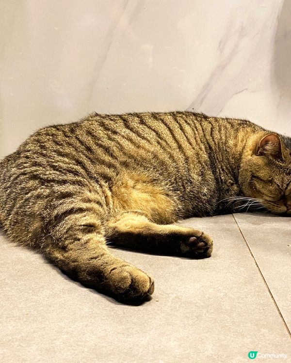 貓奴必到，最低消費每位$100，限時90分鐘。