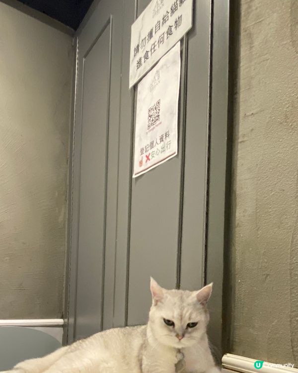 貓奴必到，最低消費每位$100，限時90分鐘。