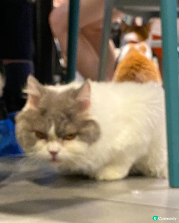 貓奴必到，最低消費每位$100，限時90分鐘。