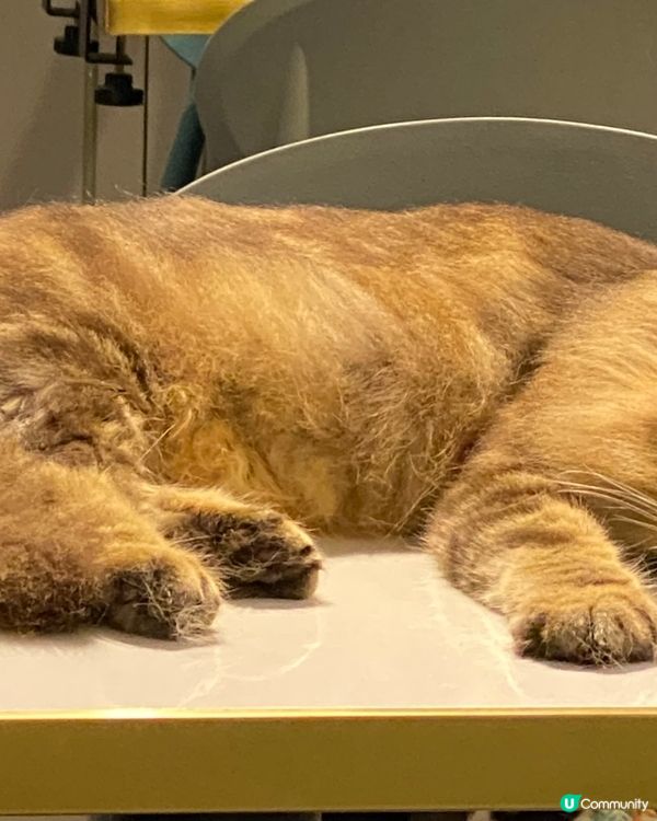 貓奴必到，最低消費每位$100，限時90分鐘。