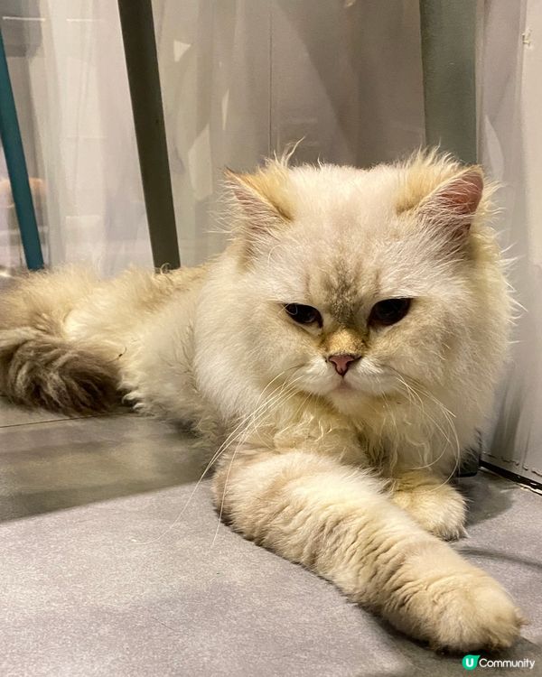 貓奴必到，最低消費每位$100，限時90分鐘。