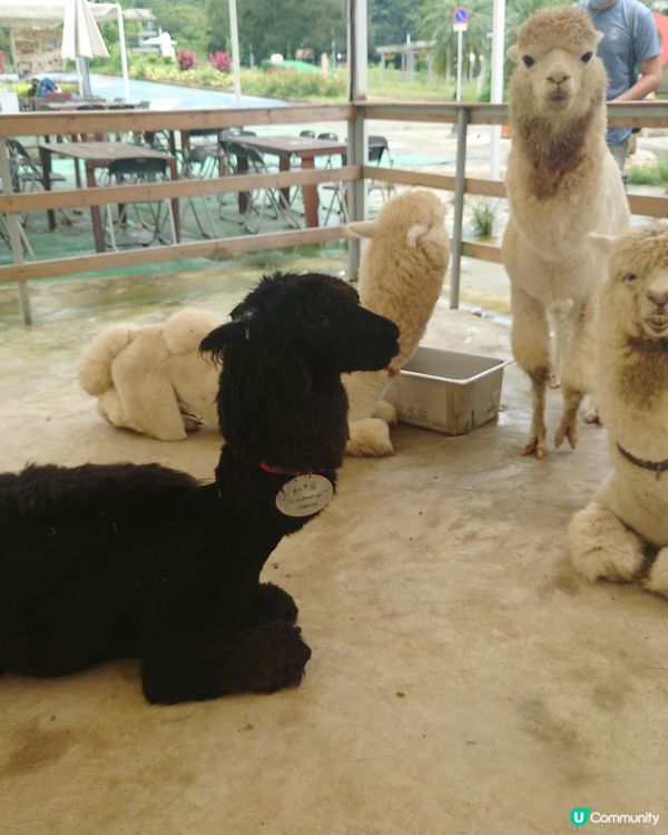 落雨濕鞋濕腳，
