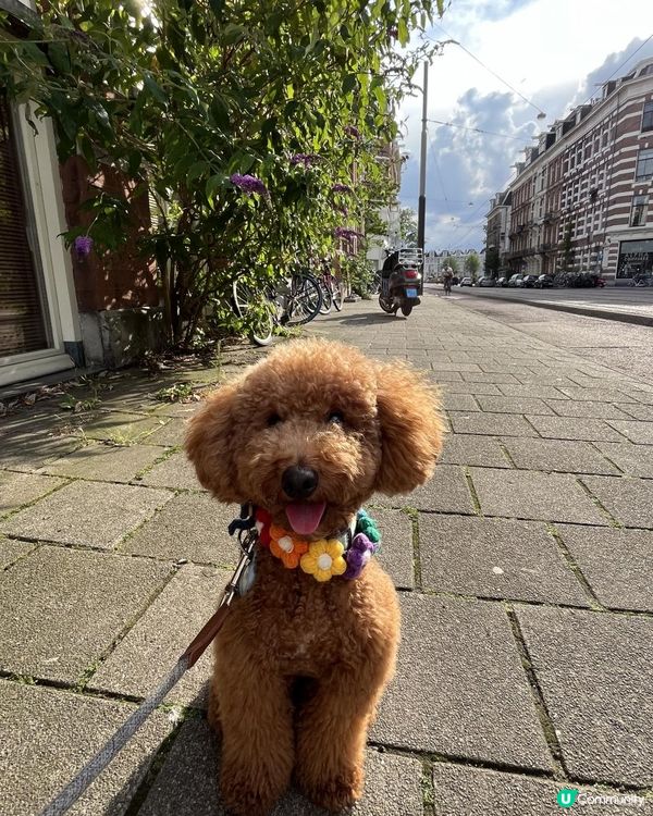 狗生第一次衝出香港，向世界出發！