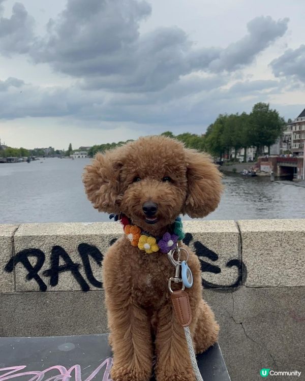 狗生第一次衝出香港，向世界出發！