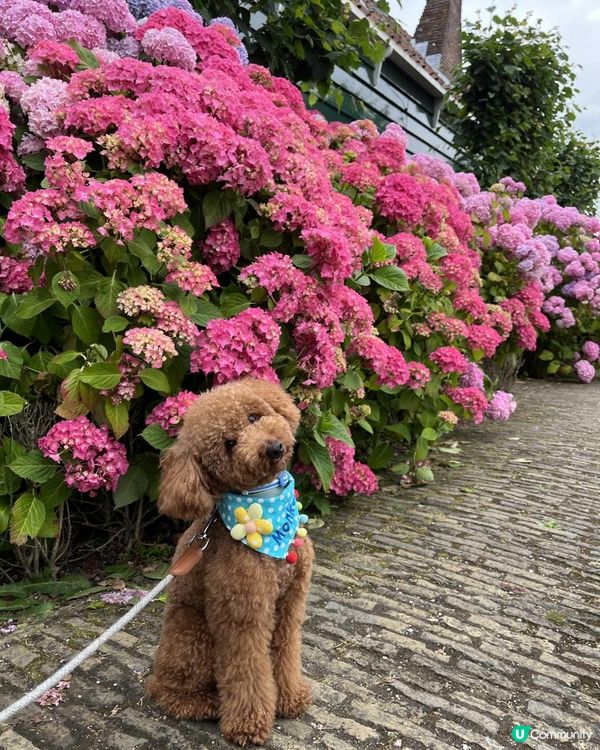 狗生第一次衝出香港，向世界出發！