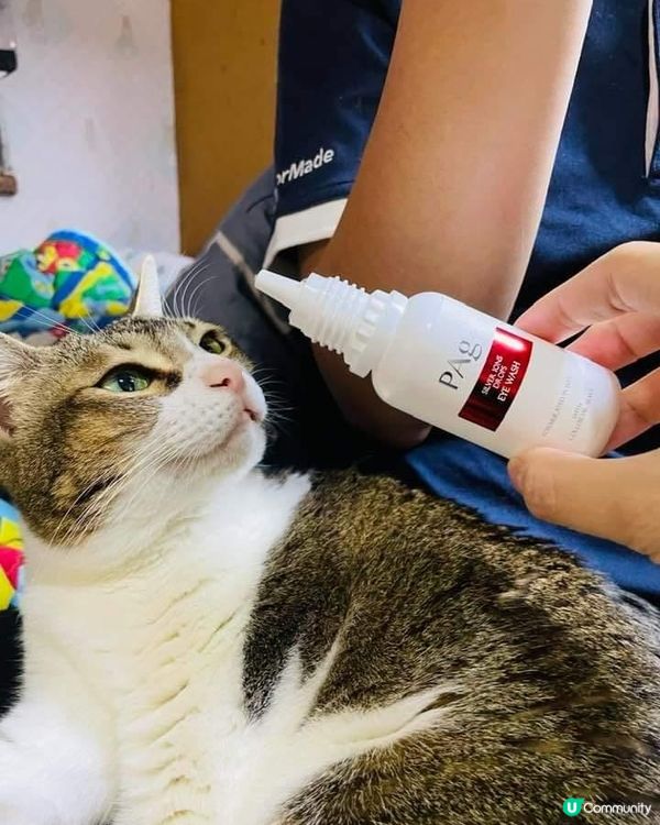 屋企有兩個🐈主子，已經七歲啦，唔算好老，但近日都開始有啲小毛...