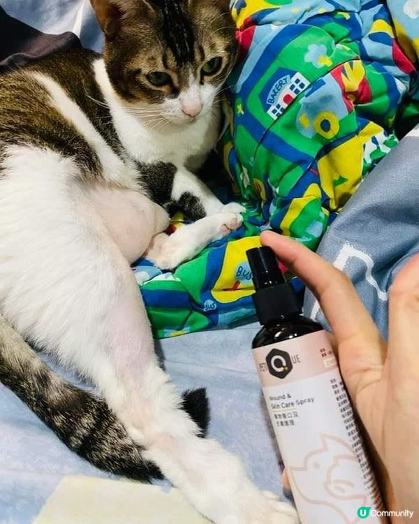 屋企有兩個🐈主子，已經七歲啦，唔算好老，但近日都開始有啲小毛...