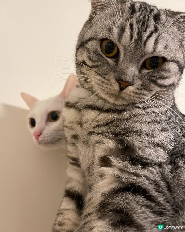 🐱🐱: 同我準時收工餵我食罐罐