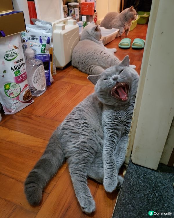 我見過貓咪最嬲嬲豬的時刻