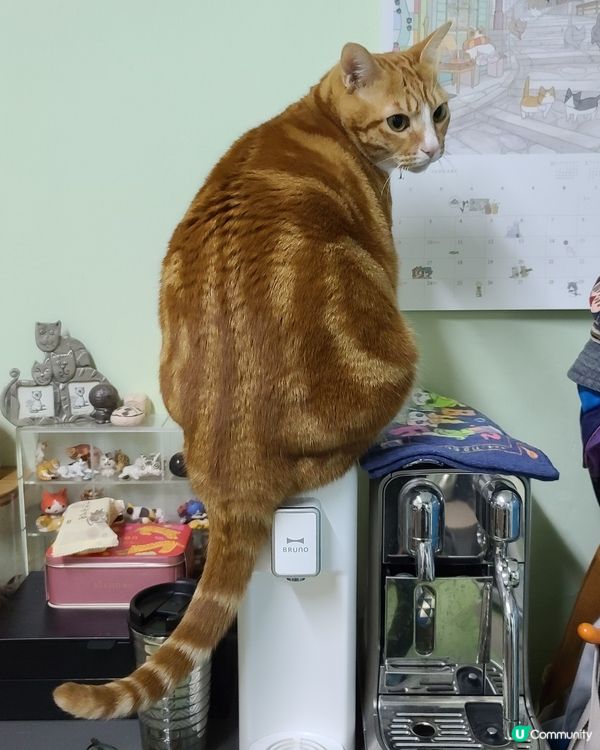 我見過貓貓最無視自己體重的時刻🤣