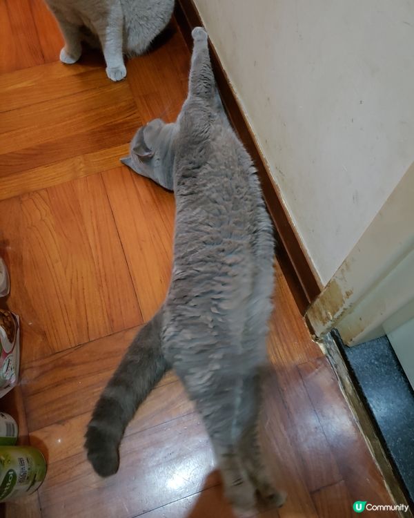 我見過貓咪最愛運動的時刻