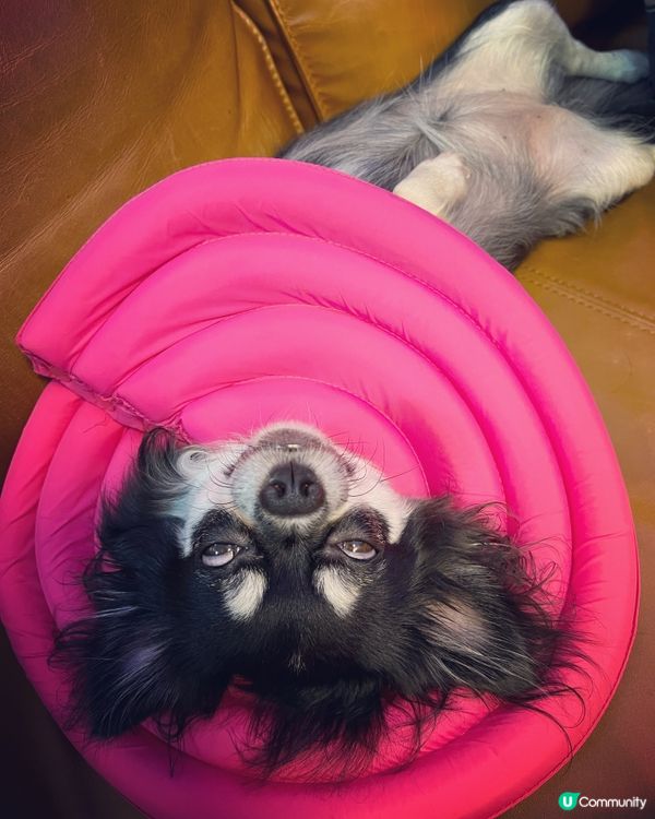 魔芝最西的時刻