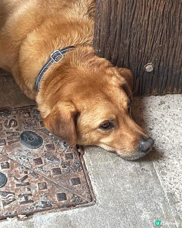 狗狗最無奈時刻。