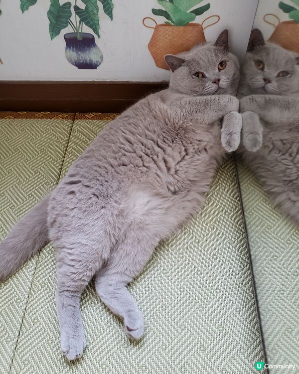 我見過貓咪最悶悶不樂的時刻