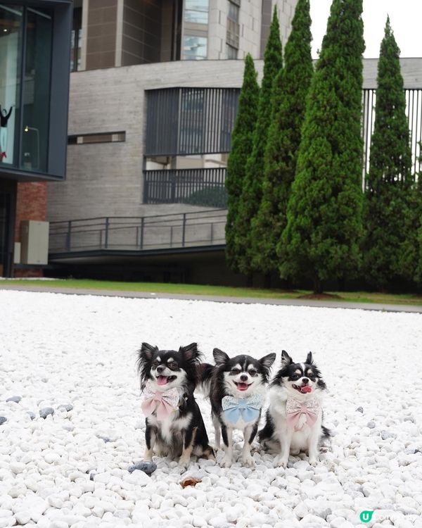 Travel with BFFs🐾