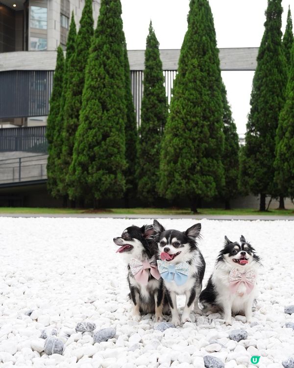 Travel with BFFs🐾