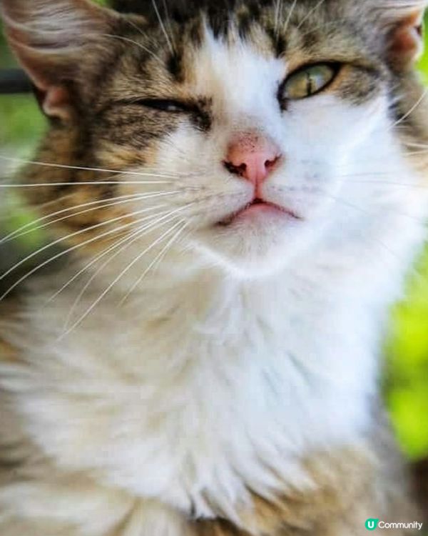 我見過貓貓最wink殺的時刻