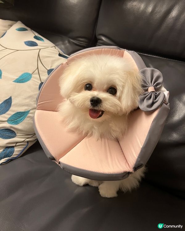 我見過狗狗岩岩做完手術仲係好開心嘅時刻 