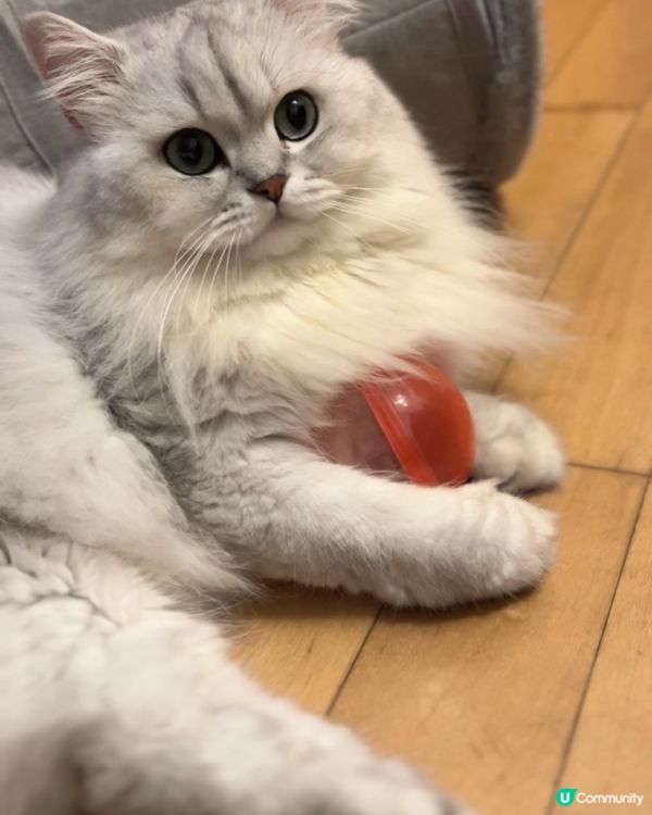 我見過貓貓最貪玩的時刻⚽️