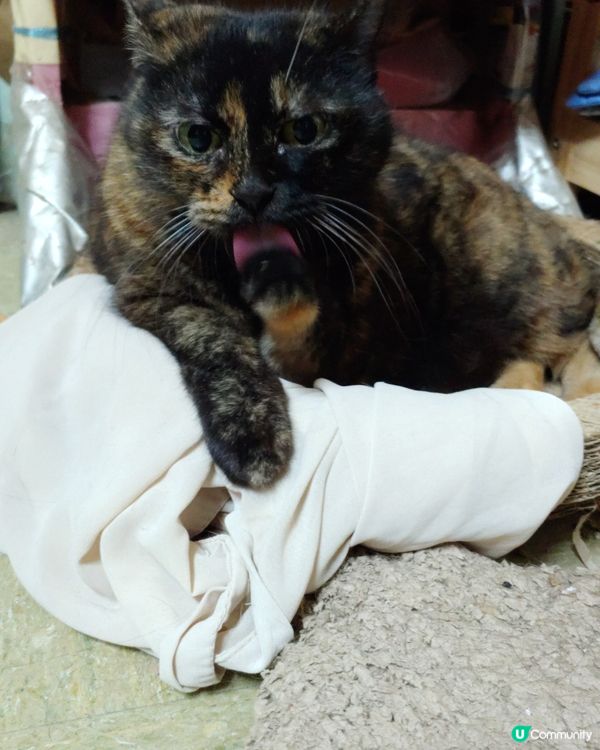 我見過貓貓最大🍊吉大👅利嘅時刻