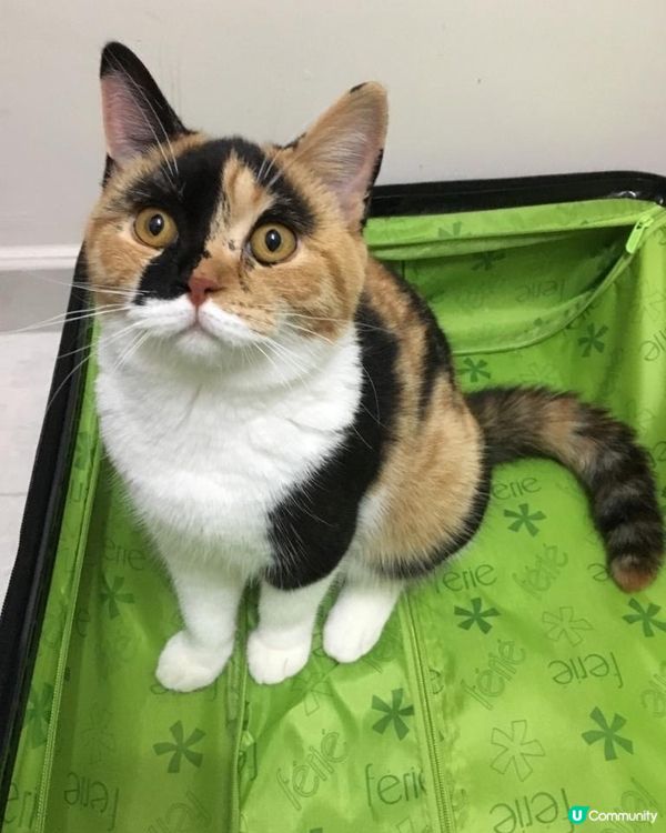 我見過最最想跟埋主人一齊去旅行的貓咪，佢叫彭彭呀！ 一見主人...