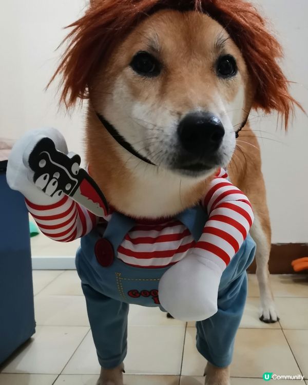 我見過狗狗最搞笑的時刻  #毛孩