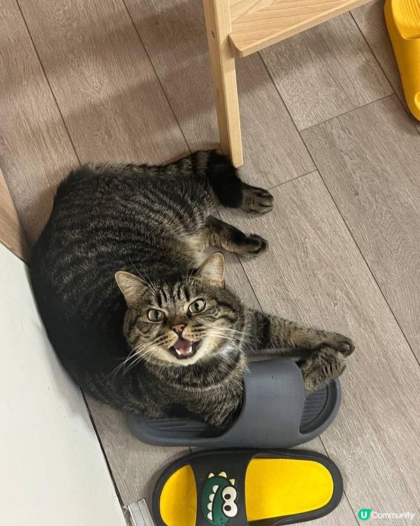 快啲俾埋隻左腳我