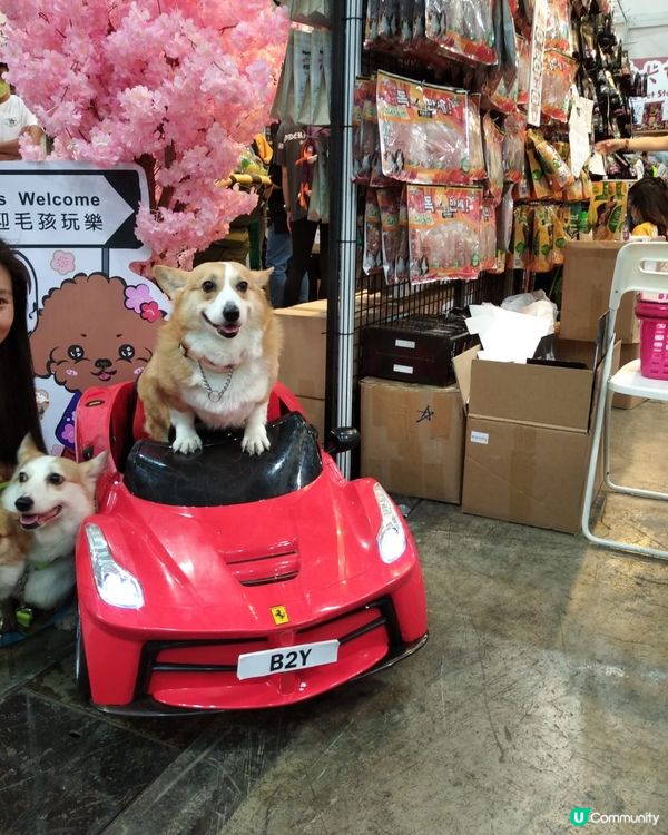 主題：我見過狗狗揸跑車最型的時刻