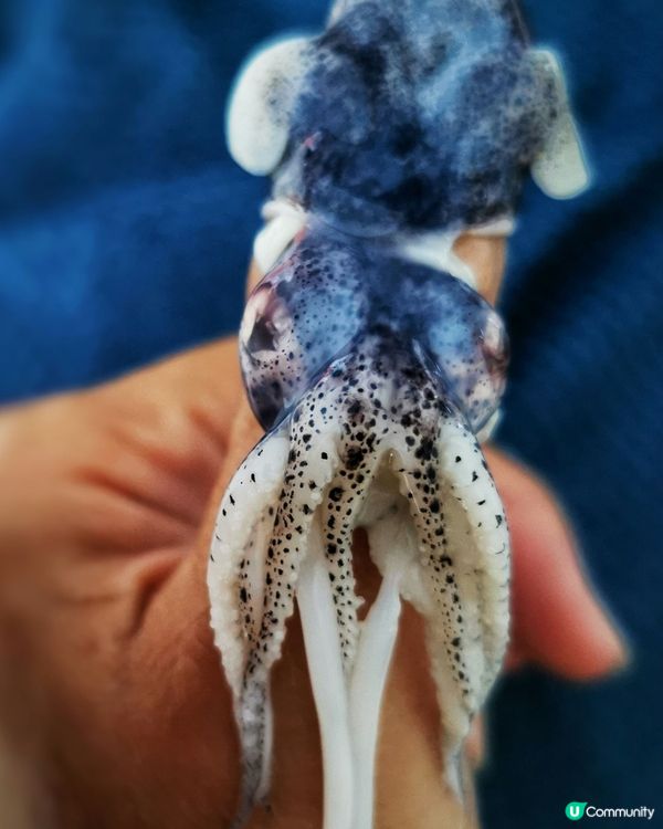 椒鹽脆炸bb八爪魚